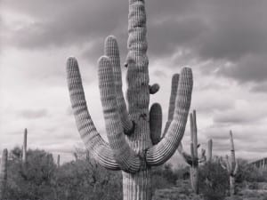 Kozo Miyoshi, Cacti #05, 1991-94. Gift of the artist. Gelatin silver print.