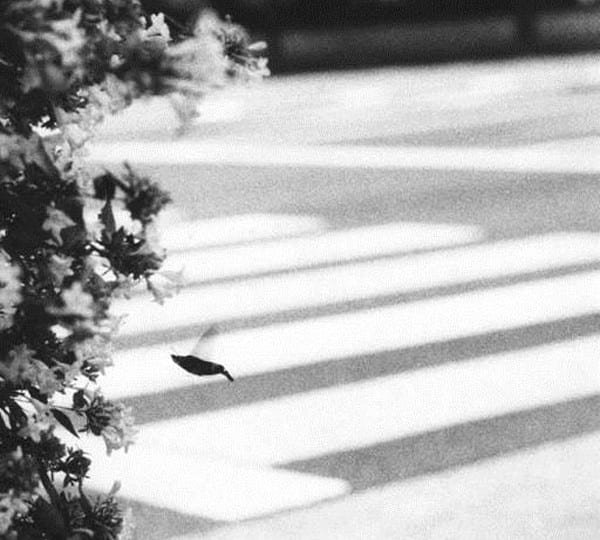 Review of Jochen Lempert: Seeing is Believing at Norma Mangione Gallery,Turin