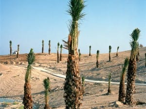 Robert Harding Pittman, Real de Faula Golf Club | Benidorm, Spain, 2004. From the series ANONYMIZATION. © Robert Harding Pittman.