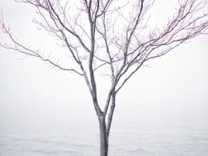 Cig Harvey. Spring Tree in Fog, Lincolnville, Maine, 2012.