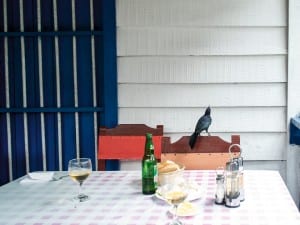 Cig Harvey, Still Life with Raven, Vinales, Cuba, 2014.