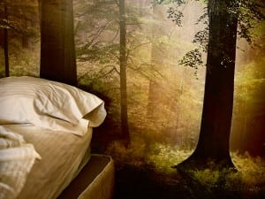 Eric Ogden, Bed & Woods, 2010.