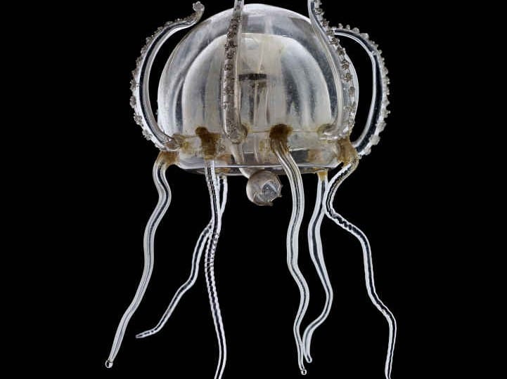 Interview With Guido Mocafico On His Current Exhibition, Blaschka