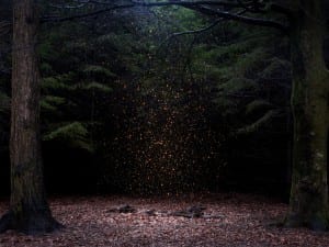 Ellie Davies Stars 8, 2014