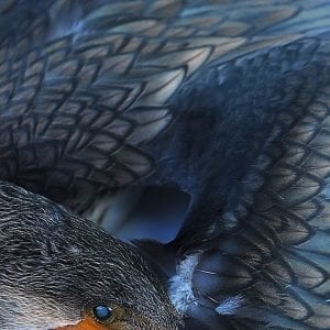 Aesthetica Art Prize Call for Entries Countdown: 15 Days to Go. Photography.