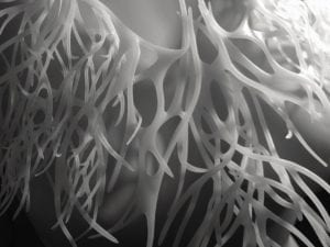 Julia Körner, Detail of Kelp Jacket. Manufactured by Stratasys Ltd. Photography: ©Julia Körner.