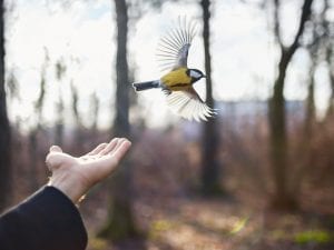 Cig Harvey, <i>Goldfinch, Gardening at Night, </i>2014.