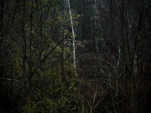 Cig Harvey, <i>Juneberry Tree, You an Orchestra  You a Bomb,</i> 2017.