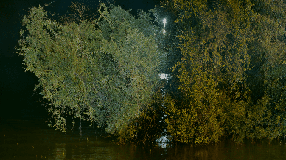 Prospect 4: Sounding Survival