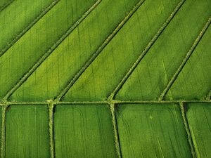 <I>Rice Fields, Davis, CA</I>, 2003. Ref. #:LS_8320_28. © Alex MacLean.