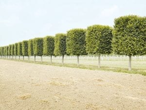 Henrik Spohler, <I>THE THIRD DAY</I>. Tree nursery, rows of clipped trees, northern Germany.